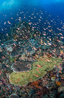 Jones And Shimlock Prints: Indonesia, Alor Island. Coral reef scenic