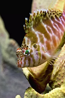 Indonesia, Ambon. Close-up of hawkfish among corals