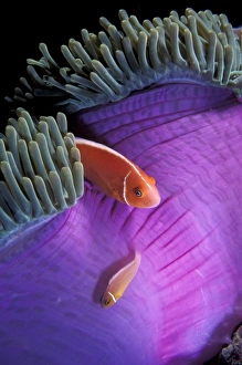 Anemone Prints: Indonesia. Anemonefish swimming in anemone tent