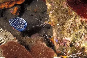 Shrimp Prints: Indonesia. Anthias and juvinile angelfish being cleaned by shrimp