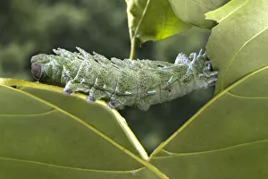 Jim Zuckerman Prints: Indonesia, Bali. Atlas moth caterpillar eating leaf