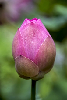 Jones And Shimlock Prints: Indonesia, Bali. Close-up of lotus flower bud