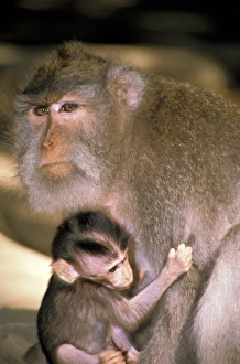 Slow Prints: Indonesia, Bali. Macaque on temple grounds