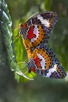 Mating Prints: Indonesia, Bali. Malay lacewing butterflies mating on leaf