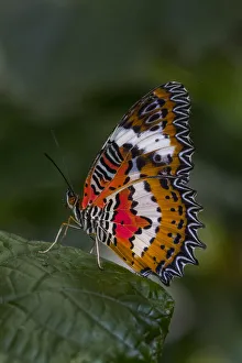 Indonesia, Bali. Malay lacewing butterfly on leaf