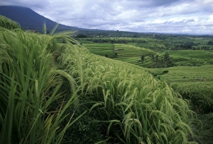 Terraced Prints: Indonesia, Bali, near Jutiluwih village. Lush, terraced rice fields