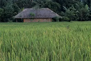 Paddy Prints: Indonesia, Bali, near Ubud. Balinese house in rice fields