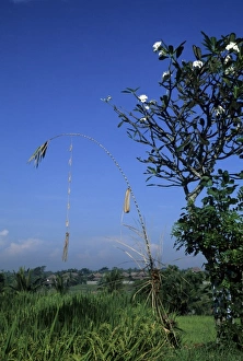 Paddy Prints: Indonesia, Bali, near Ubud. Bamboo panjar, an offering to Hindu Gods tower
