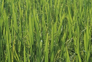 Ubud Prints: Indonesia, Bali, near Ubud. Rows of rice plants