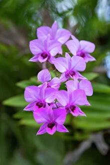 : Indonesia, Bali. Orchid detail