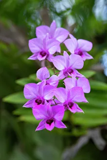 Images Dated 8th January 2023: Indonesia, Bali. Orchid detail