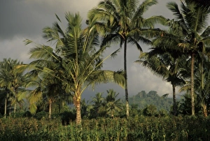 Sulawesi Prints: Indonesia, Bali. Palm trees tower above crops