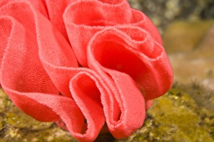 Images Dated 31st August 2007: Indonesia, Bali Province, Tulamben. Spanish Dancer Nudibranch (Hexabranchus sanguineus) Eggs