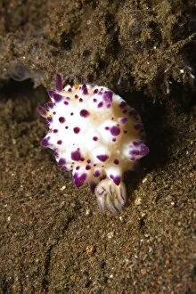 Images Dated 31st August 2007: Indonesia, Bali Province, Tulamben. Chromodoris Nudibranch (Mexichromis mariei)