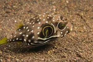 Images Dated 31st August 2007: Indonesia, Bali Province, Tulamben. Bristly Puffer (Arothron hispidus)