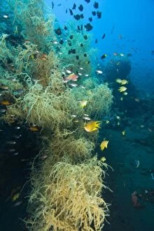 Indonesia, Bali Province, Tulamben. Tropical fish in pristine Black Coral