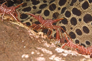 Images Dated 31st August 2007: Indonesia, Bali Province, Tulamben. Hingebeak Shrimp (Rhynchocinetes uritai)