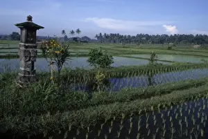 Ritual Prints: Indonesia, Bali. Stone altars, where offerings to Hindu Gods are made daily