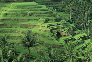 Terraced Prints: Indonesia, Bali, Tegallalan village. Lush, terraced rice fields and coconut palm trees