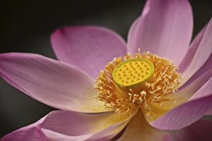 Images Dated 19th December 2010: Indonesia, Bali, Ubud, Nyuh Kuning Village. Close-up shot of lotus flower in full bloom