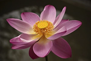 Pollen Prints: Indonesia, Bali, Ubud, Nyuh Kuning Village. Close-up shot of lotus flower in full bloom