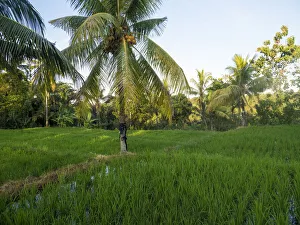 Indonesia, Bali, Ubud. Rice fields and palm trees