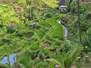 Images Dated 7th January 2021: Indonesia, Bali, Ubud. Tegallalang Rice Terraces near Ubud