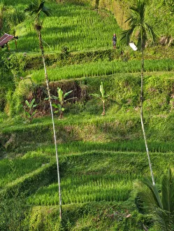 Images Dated 7th January 2021: Indonesia, Bali, Ubud. Tegallalang Rice Terraces near Ubud
