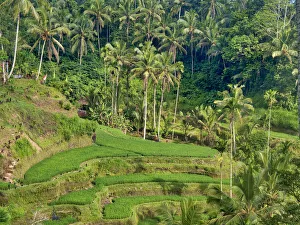 Images Dated 7th January 2021: Indonesia, Bali, Ubud. Tegallalang Rice Terraces near Ubud