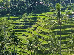 Images Dated 7th January 2021: Indonesia, Bali, Ubud. Tegallalang Rice Terraces near Ubud