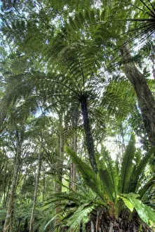 Bead Prints: Indonesia, Bali. View of vegetation in Bali Botanical Gardens