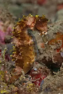 Images Dated 9th November 2010: Indonesia, Banda Sea, Ambon. Close-up of adult spiny seahorse