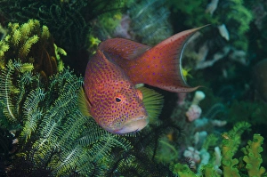 Jones And Shimlock Prints: Indonesia, Bima Bay. Close-up of coral trout
