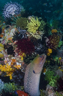 Jones And Shimlock Prints: Indonesia, Bima Bay. Moray eel and coral