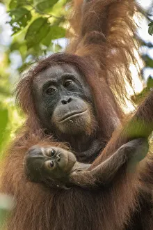 Orangutan Prints: Indonesia, Borneo, Kalimantan. Female orangutan with baby at Tanjung Puting National Park