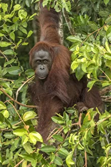 Indonesia, Borneo, Kalimantan. Female orangutan at Tanjung Puting National Park. Credit as