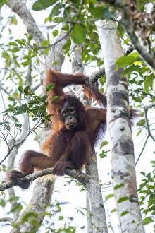 Images Dated 11th July 2016: Indonesia, Borneo, Kalimantan. Female orangutan at Tanjung Puting National Park. Credit as