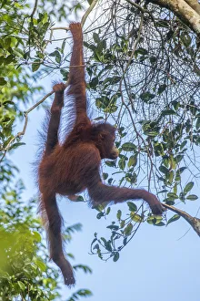 Images Dated 11th July 2016: Indonesia, Borneo, Kalimantan. Female orangutan at Tanjung Puting National Park. Credit as