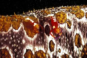 Shrimp Prints: Indonesia. Emperor shrimp (Periclimenes imperator) on sea cucumber