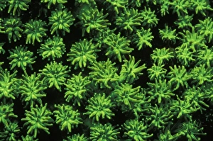Fluorescent Prints: Indonesia. Fluorsecense in coral (Goniopora sp. )
