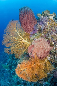 Jones And Shimlock Prints: Indonesia, Forgotten Islands. Coral reef scenic