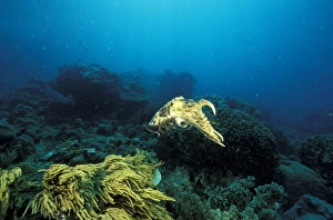 Cuttle Fish Prints: Indonesia. Giant Cuttlefish (Sepia apama)