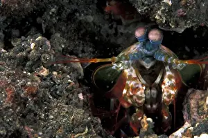 Shrimp Prints: Indonesia. Green Mantis Shrimp (Odontodactylus scyllaris)