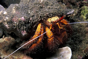 Antennae Prints: Indonesia. Hermit Crab (Dadanus megistos)