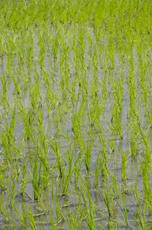 Indonesia, Island of Lombok. Typical Indonesian rice paddy, newly planted crop