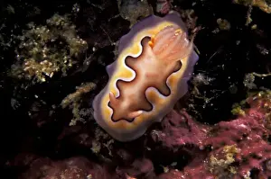 Nudibranch Prints: Indonesia, Komodo Island area. Nudibranch (Chromodoris coi)