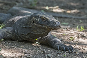 Images Dated 25th March 2015: Indonesia, Komodo Island. Komodo National Park