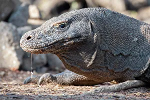 Images Dated 25th December 2022: Indonesia, Komodo Island, Komodo National Park, Loh Liang. Komodo dragon