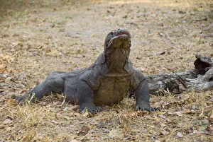 Images Dated 8th June 2009: Indonesia, Komodo National Park. Close-up of Komodo dragon