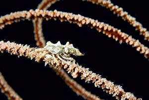 Images Dated 26th August 2009: Indonesia, Komodo National Park. Wire coral crab on spiraling wire coral. Credit as